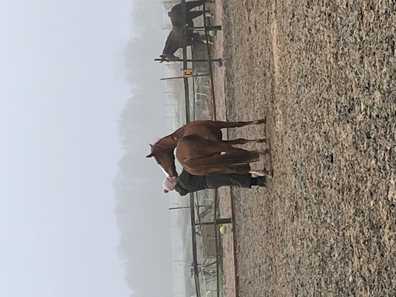 Het paard komt naast de coachee staan